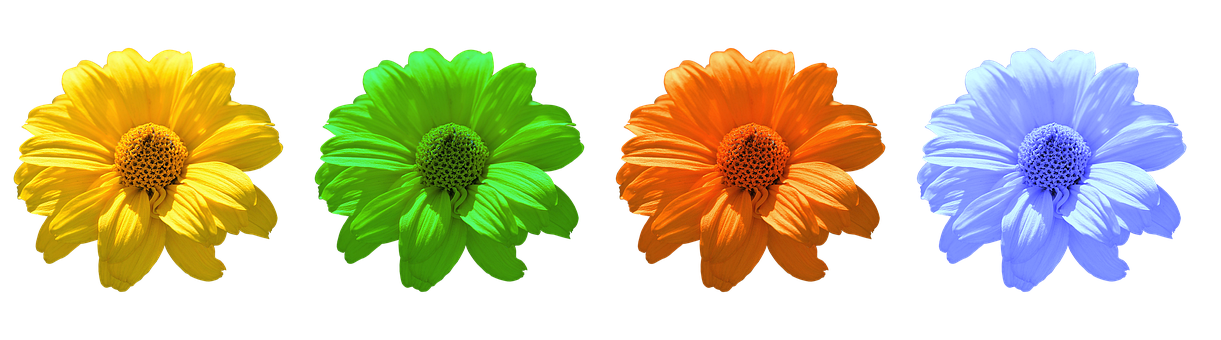 A Green And Orange Flowers