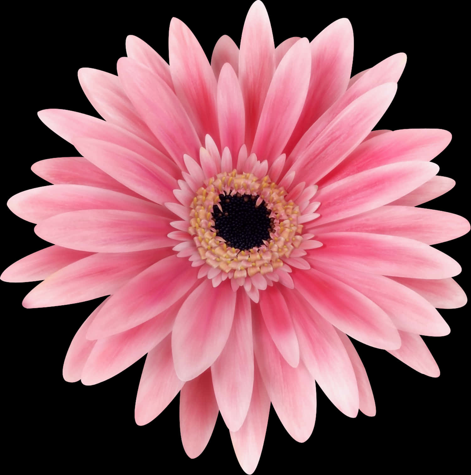A Pink Flower With A Black Center
