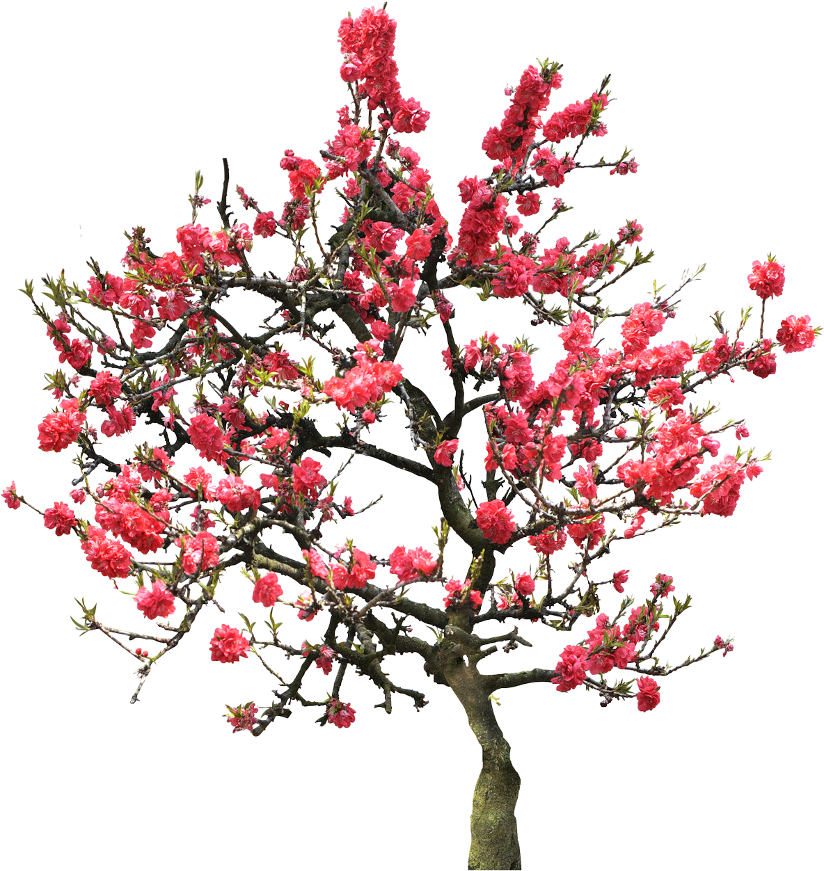 Flower Tree Images PNG