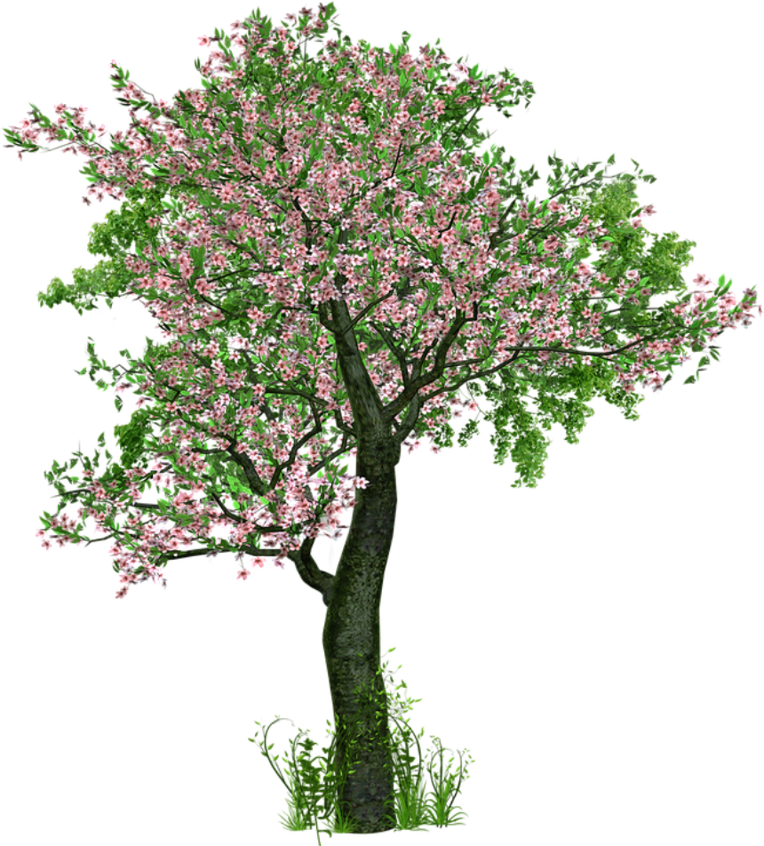A Tree With Pink Flowers