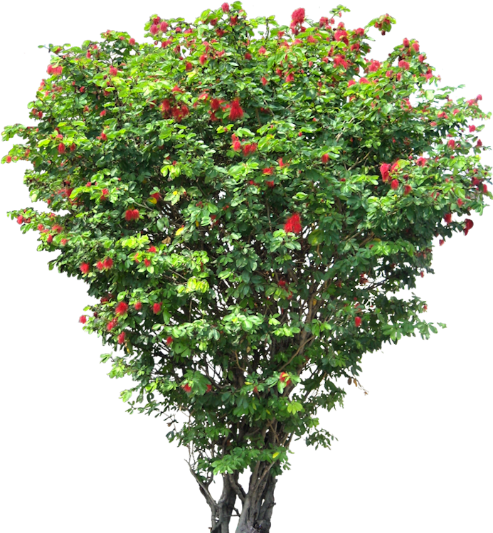 A Tree With Red Flowers