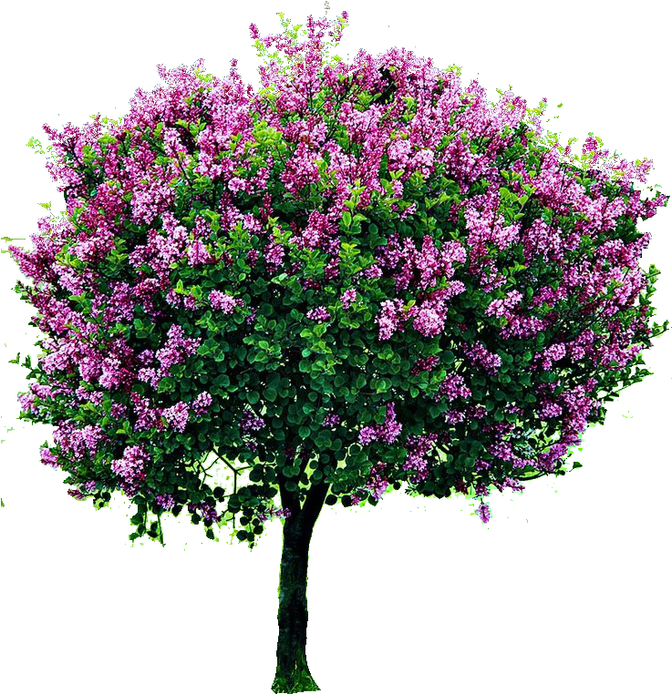 A Tree With Purple Flowers