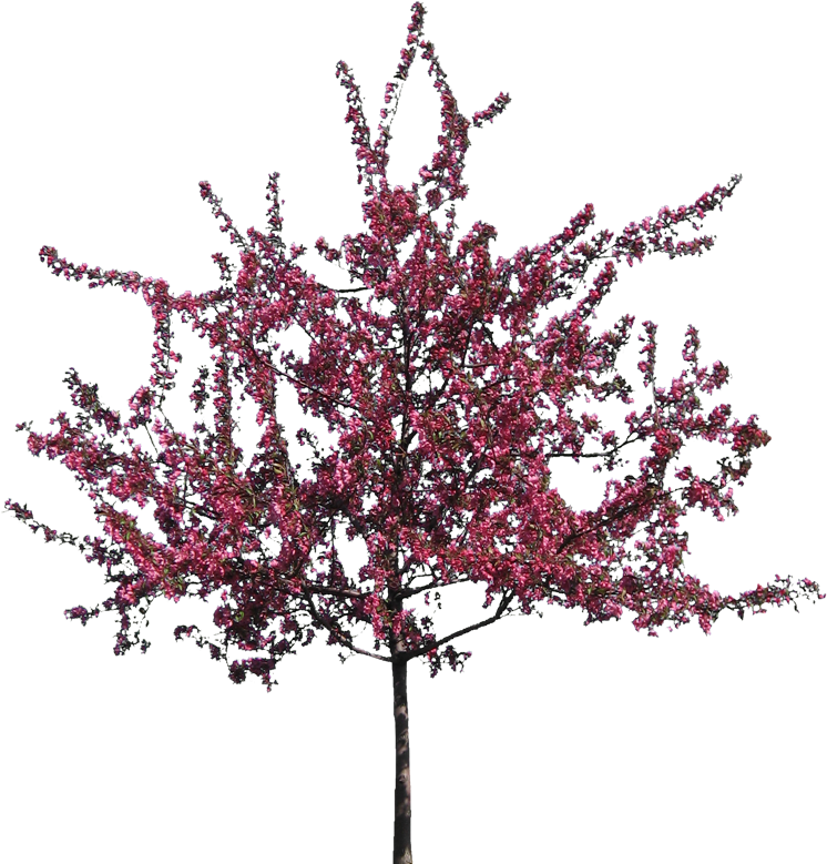 A Tree With Pink Flowers