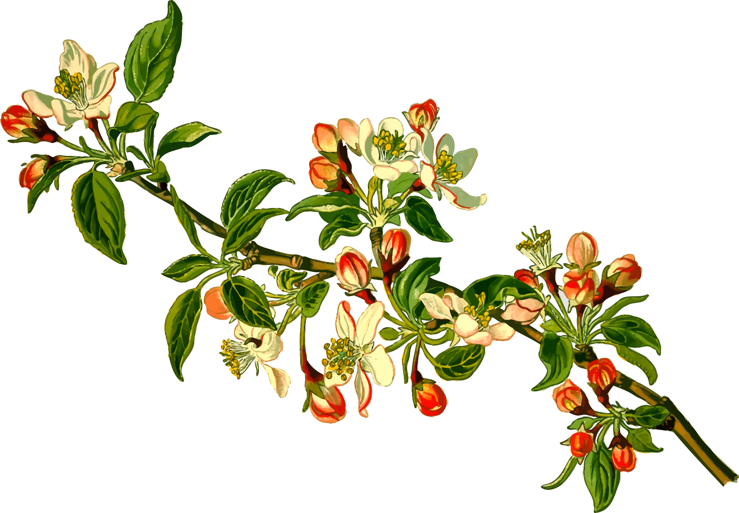 A Branch With Flowers And Leaves