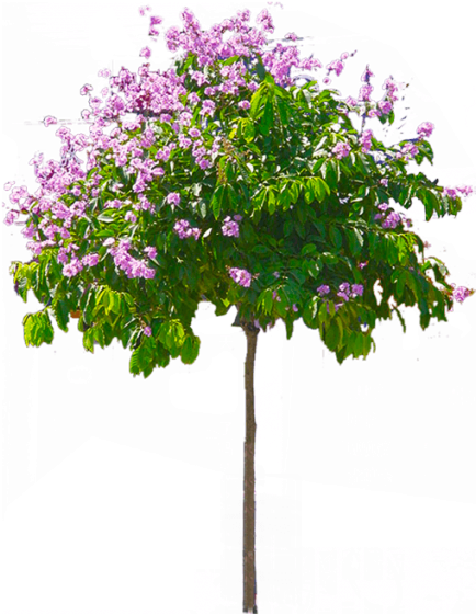 A Tree With Purple Flowers