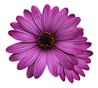 Flower Png 379 X 340