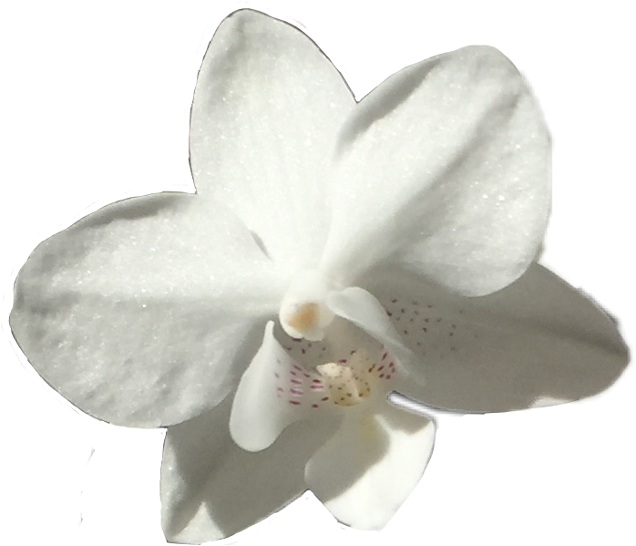 A White Flower With Black Spots