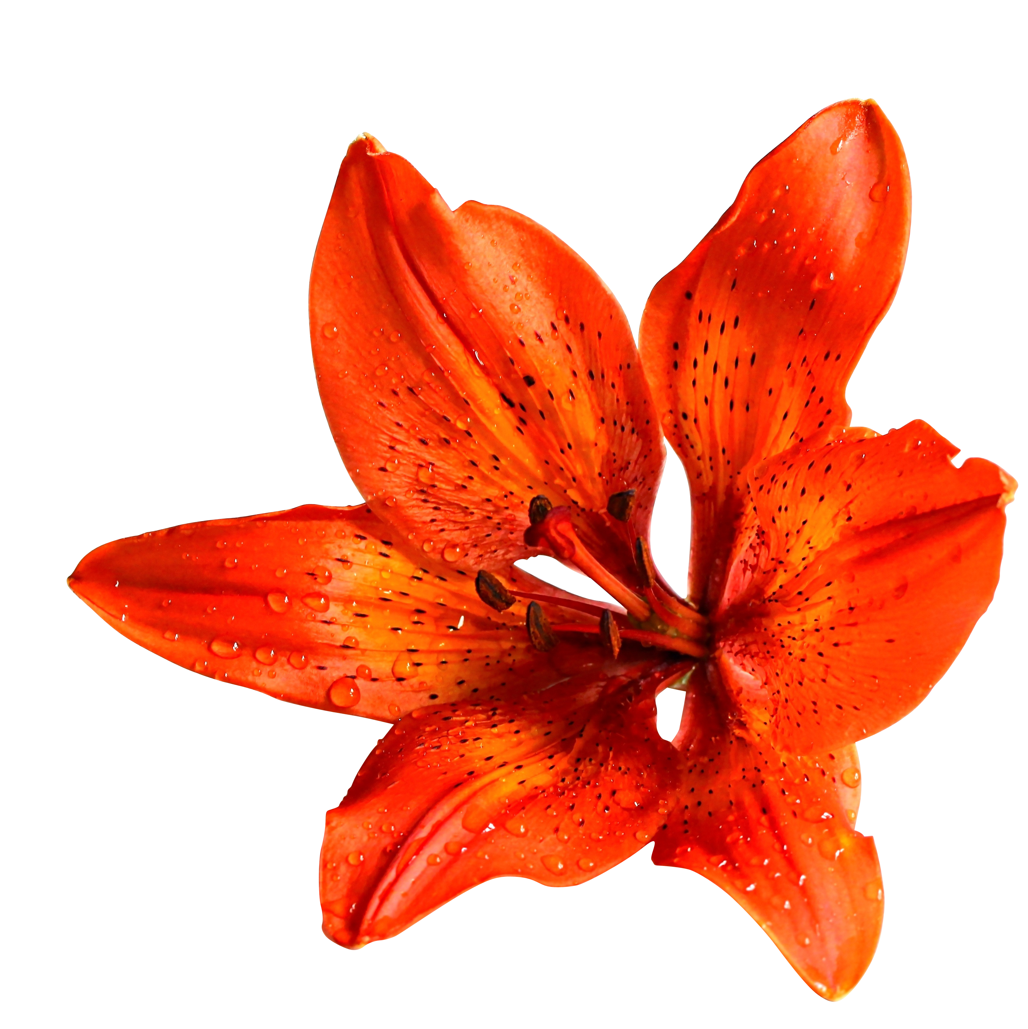 Flower Png 3372 X 3375