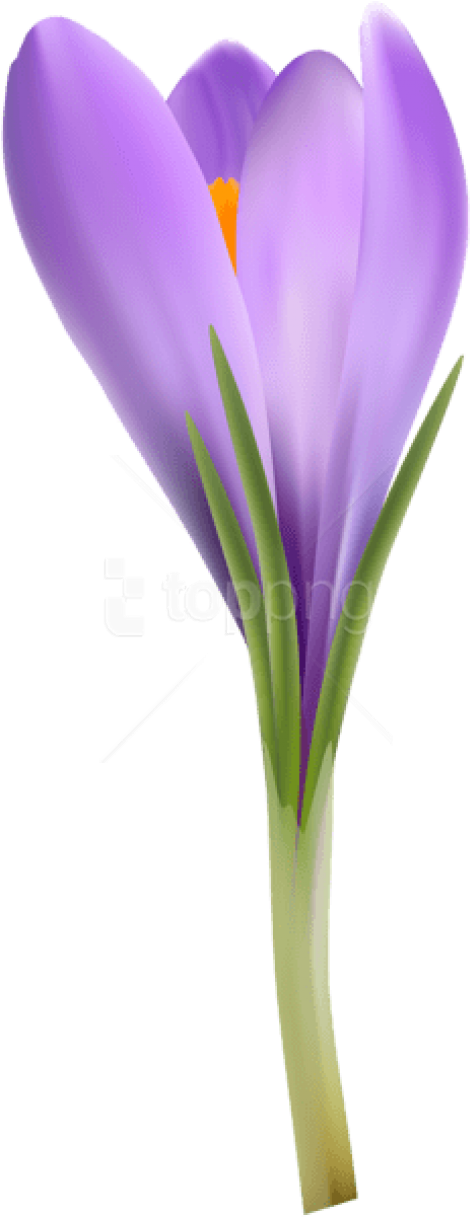 A Purple Flower With Green Stems