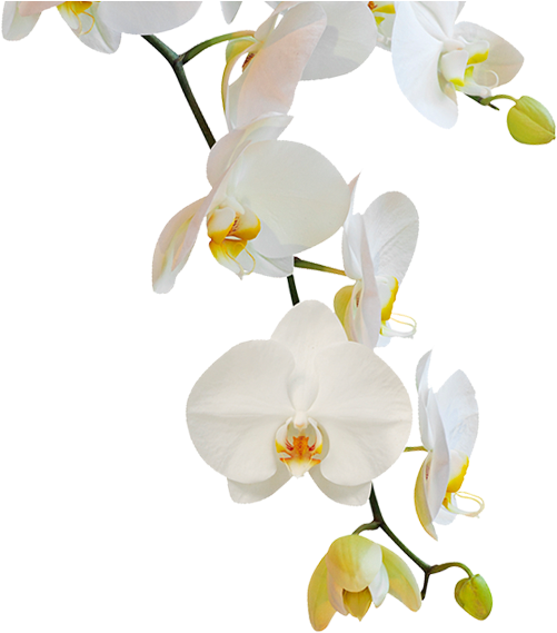A White Orchid Flowers On A Black Background