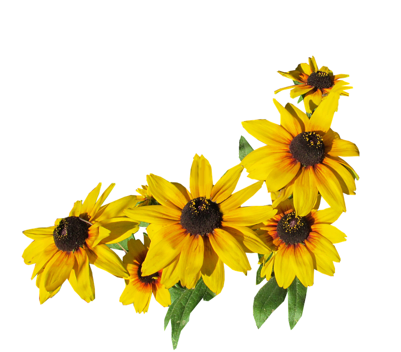 Flowers Png 820 X 720