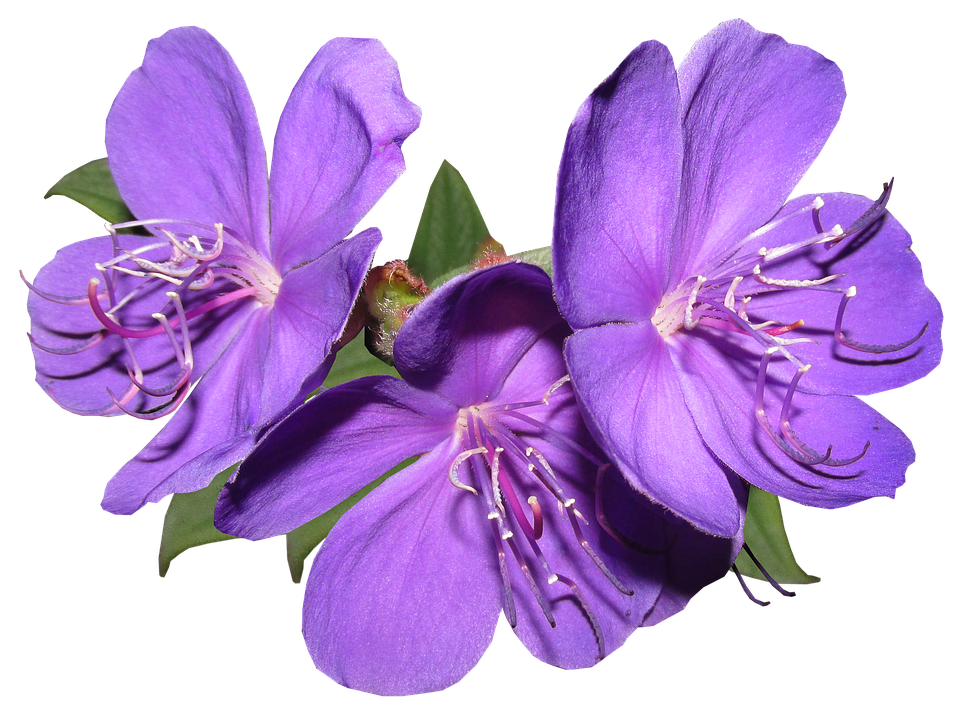 Flowers Png 960 X 707