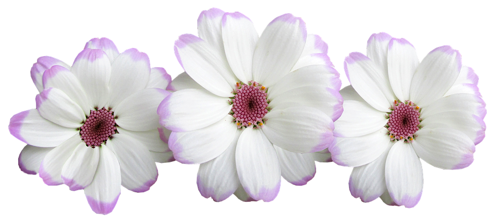 Flowers Png 960 X 437