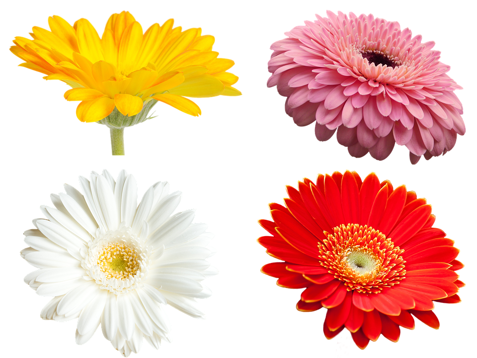 Flowers Png 960 X 720