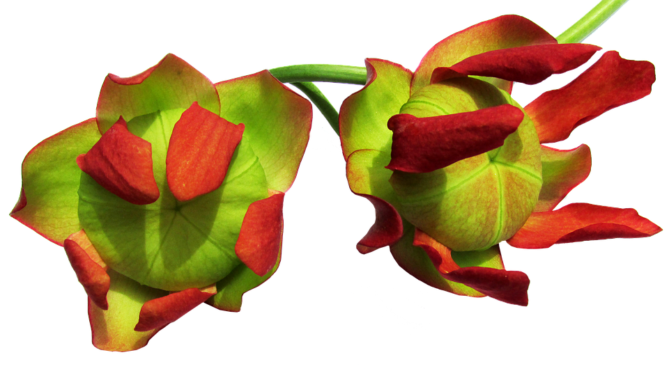 Flowers Png 960 X 533