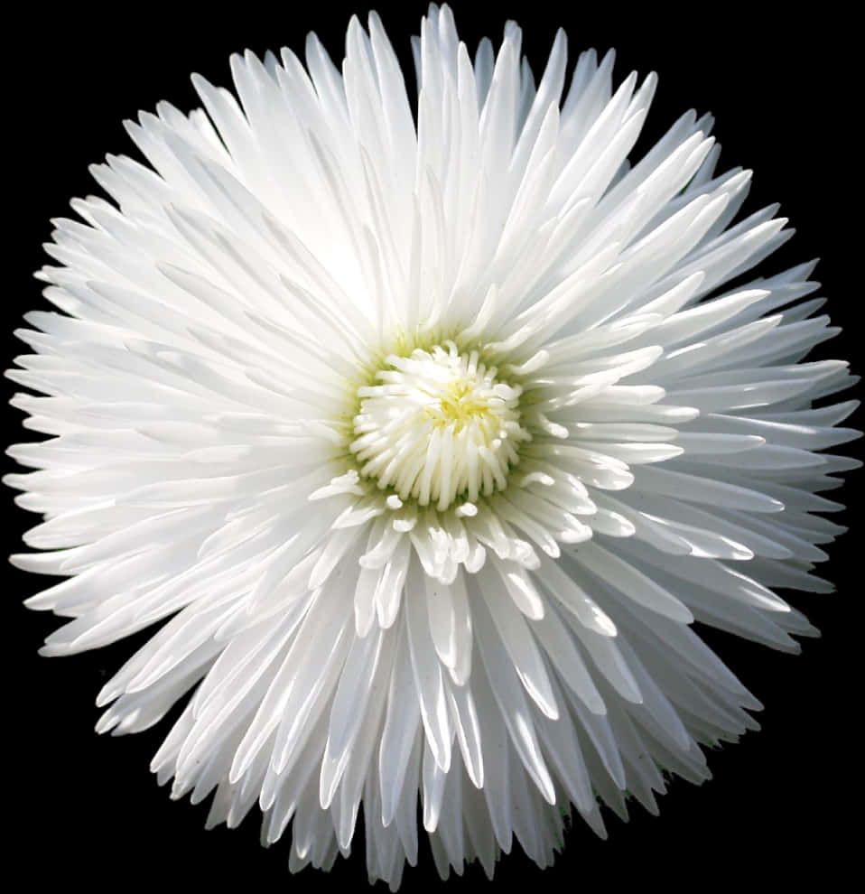 A White Flower With A Yellow Center