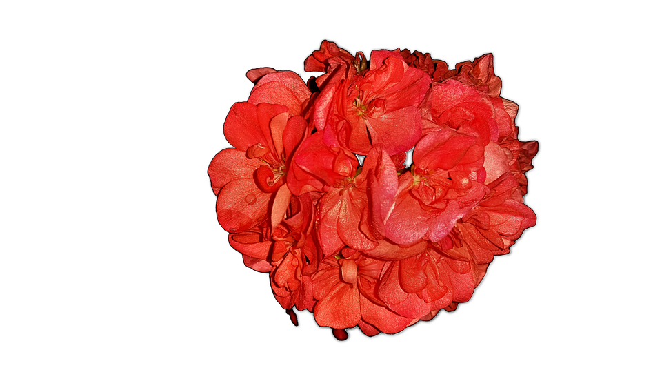 Flowers Png 960 X 540