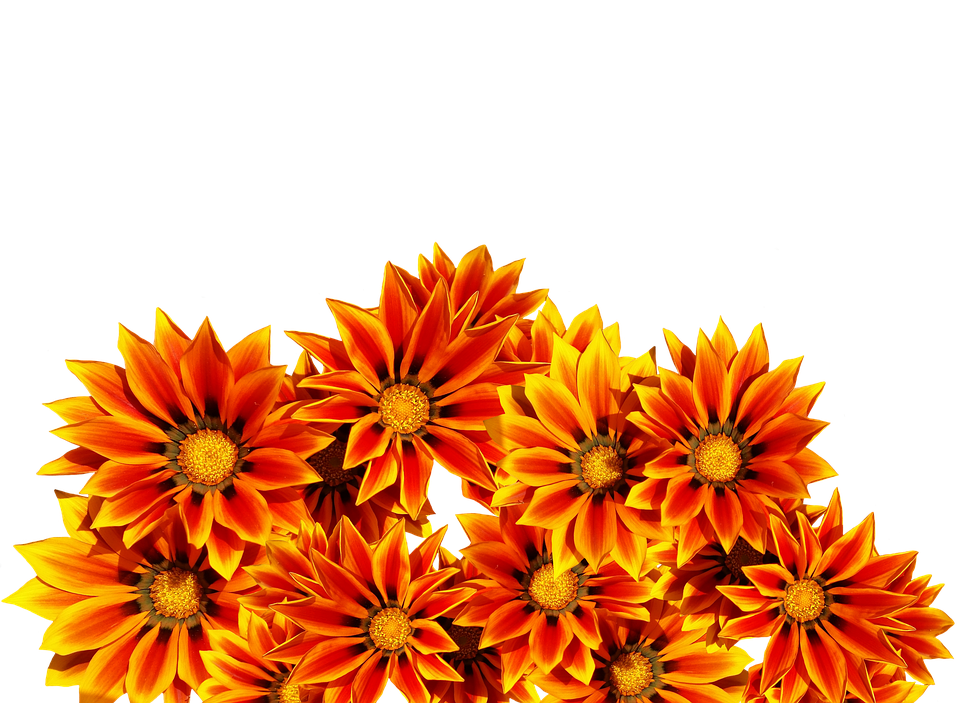 Flowers Png 960 X 703