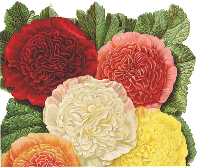 Flowers Png 402 X 340