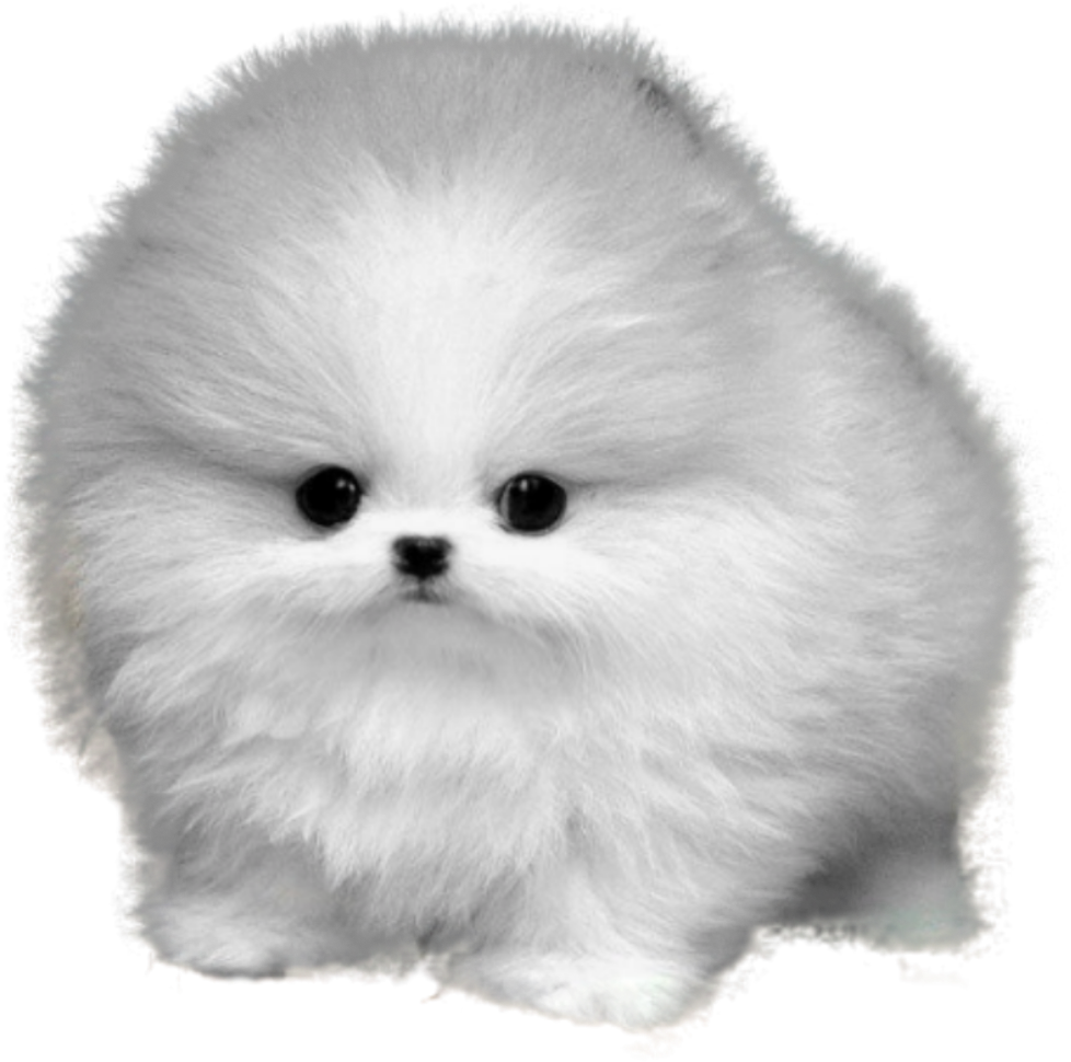 A White Fluffy Dog With Black Background