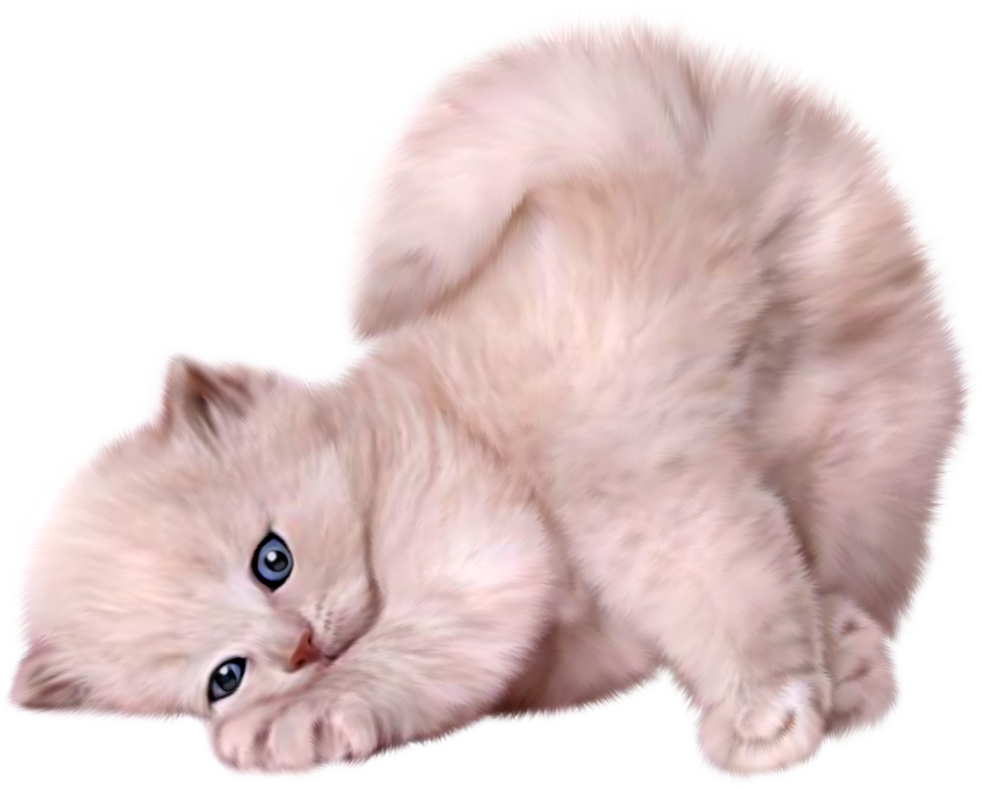 A White Kitten Lying Down