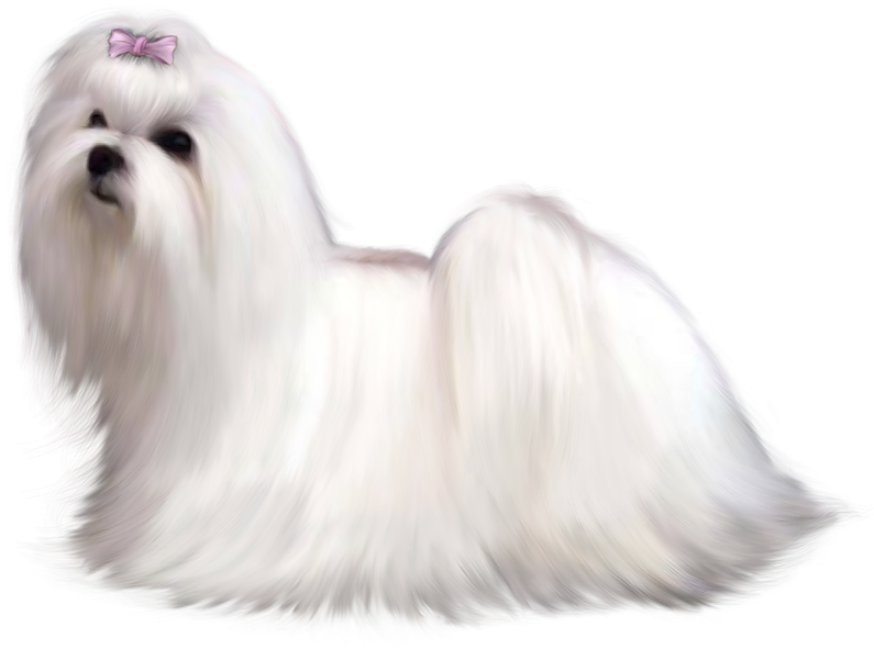 A White Dog With A Bow