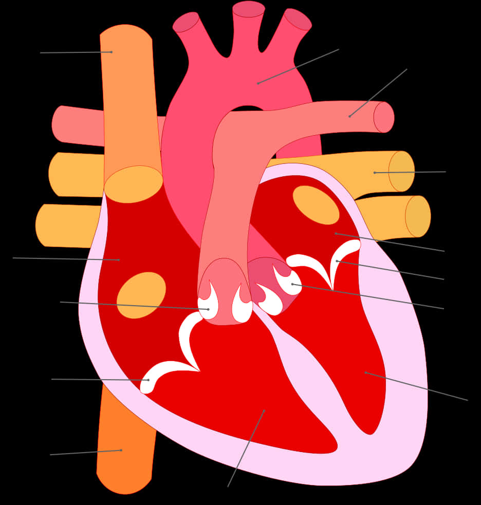 A Diagram Of A Heart