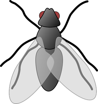 Fly Png 319 X 340