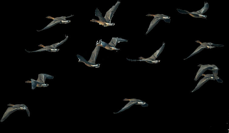 Fly Group Of Swan Goose Migration Flight Clipart - Swans Flying In Png, Transparent Png