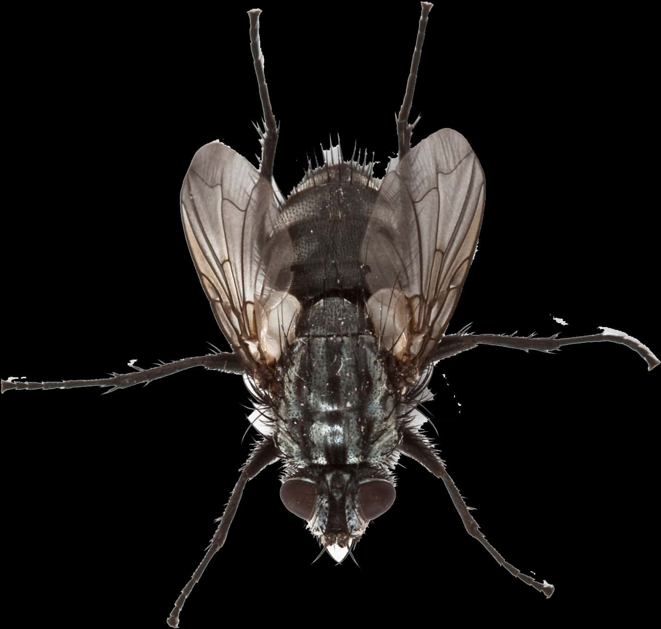 Fly Png Transparent Image - Fly Hd Png, Png Download