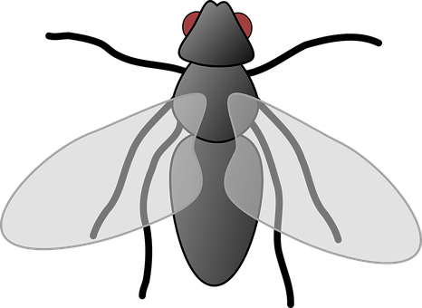 Fly Png 466 X 340