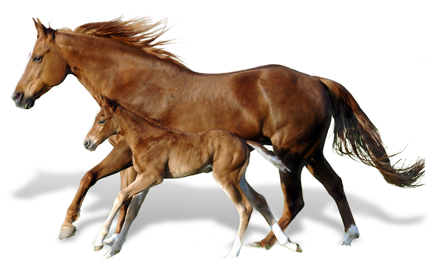 A Horse And Foal Running