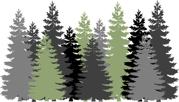 A Group Of Trees In A Forest