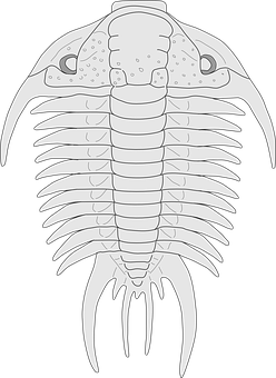 A Drawing Of A Trilobite