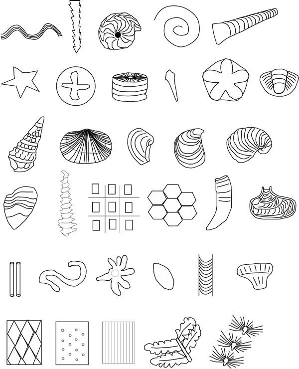 Fossil Png 600 X 740