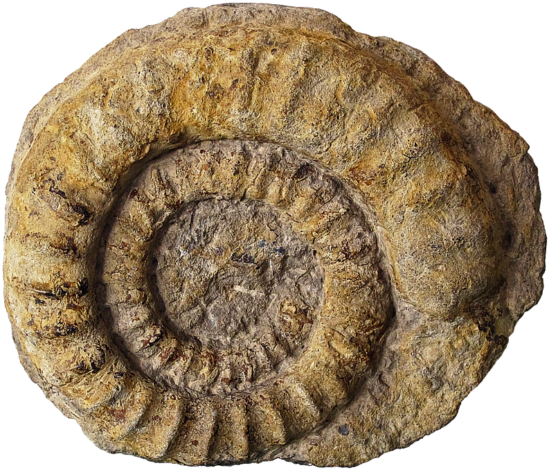 Fossil Png 793 X 678