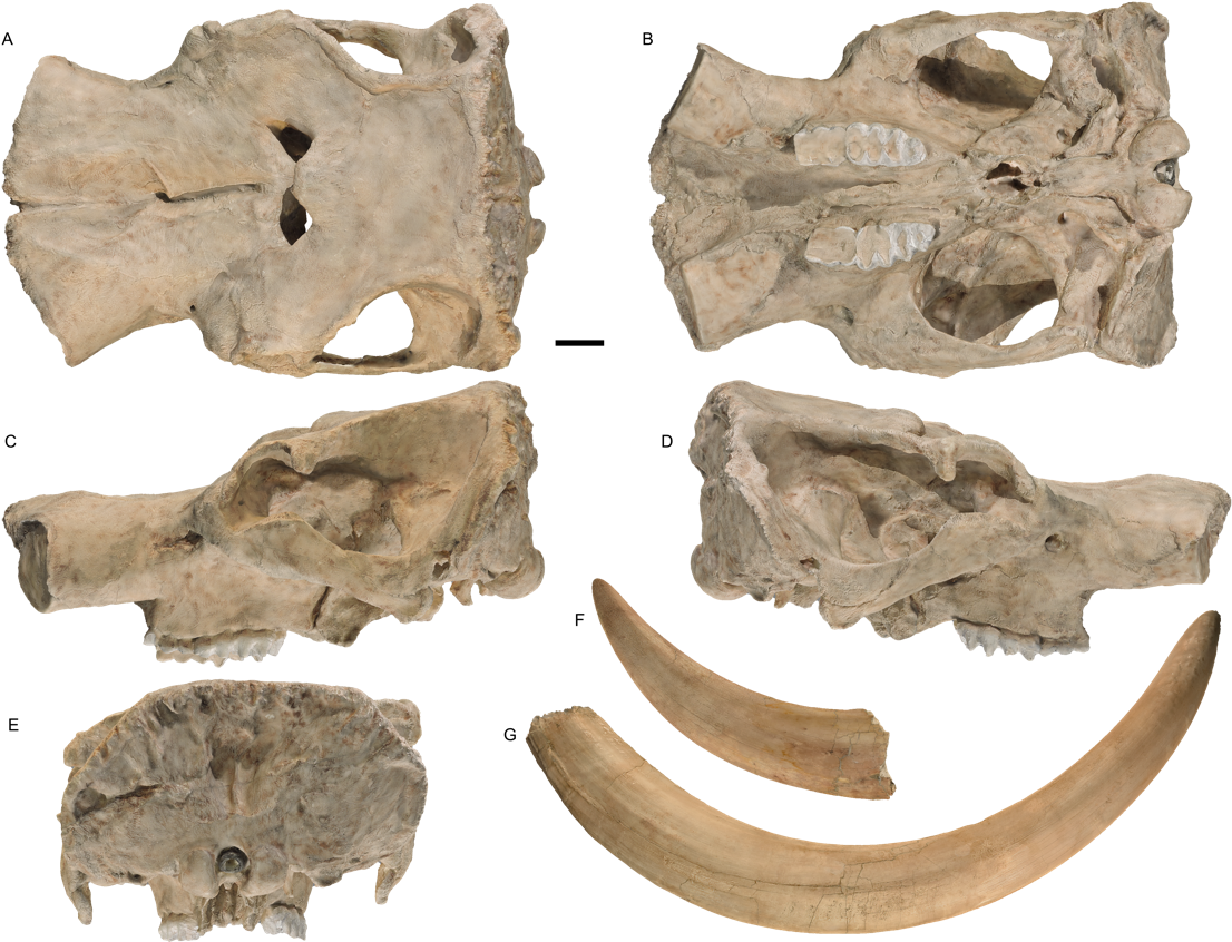 Fossil Png 1106 X 846