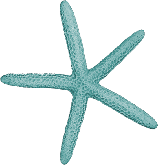 A Close Up Of A Starfish