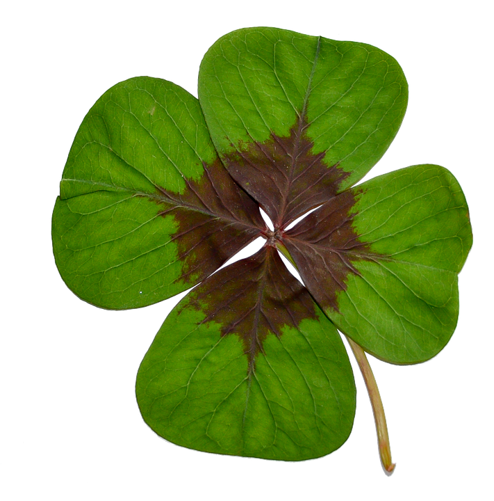 A Four Leaf Clover With A Brown Spot