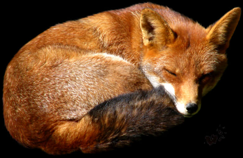 Fox Png Image - Red Fox Png, Transparent Png