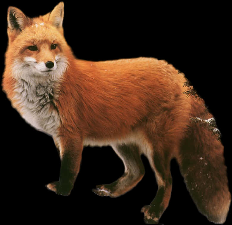Fox PNG