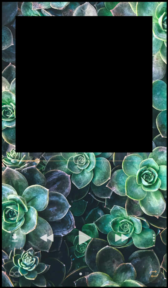 #frame #border #polaroid #green #music - Flower For Background Youtube, Hd Png Download