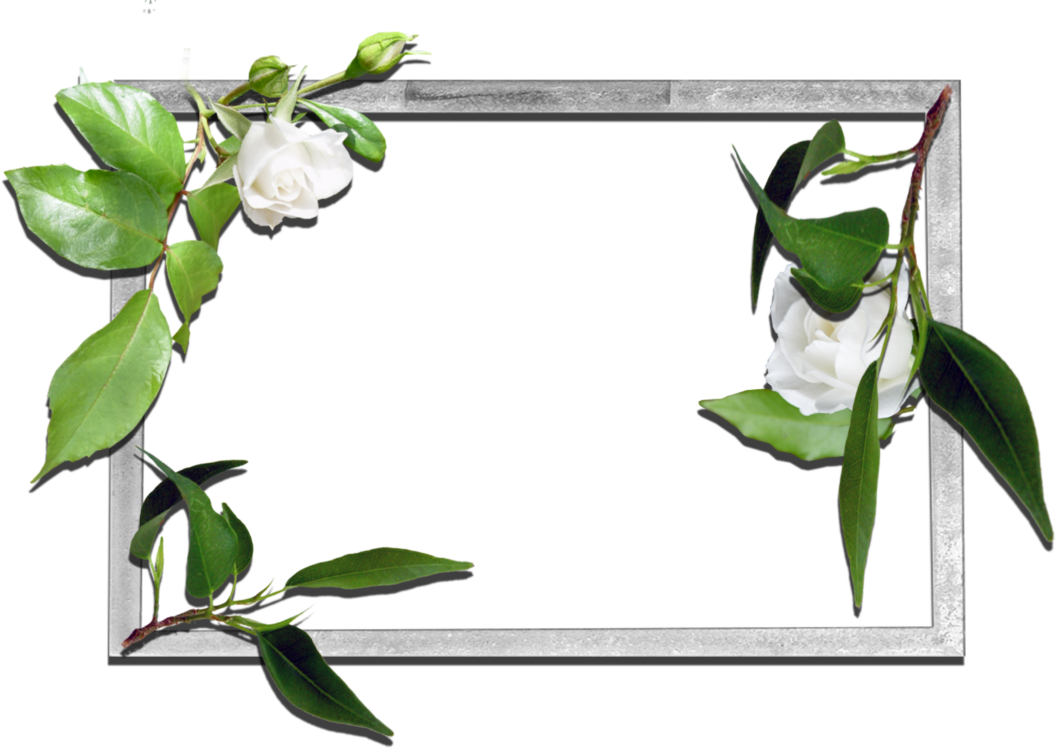 A White Roses And Green Leaves
