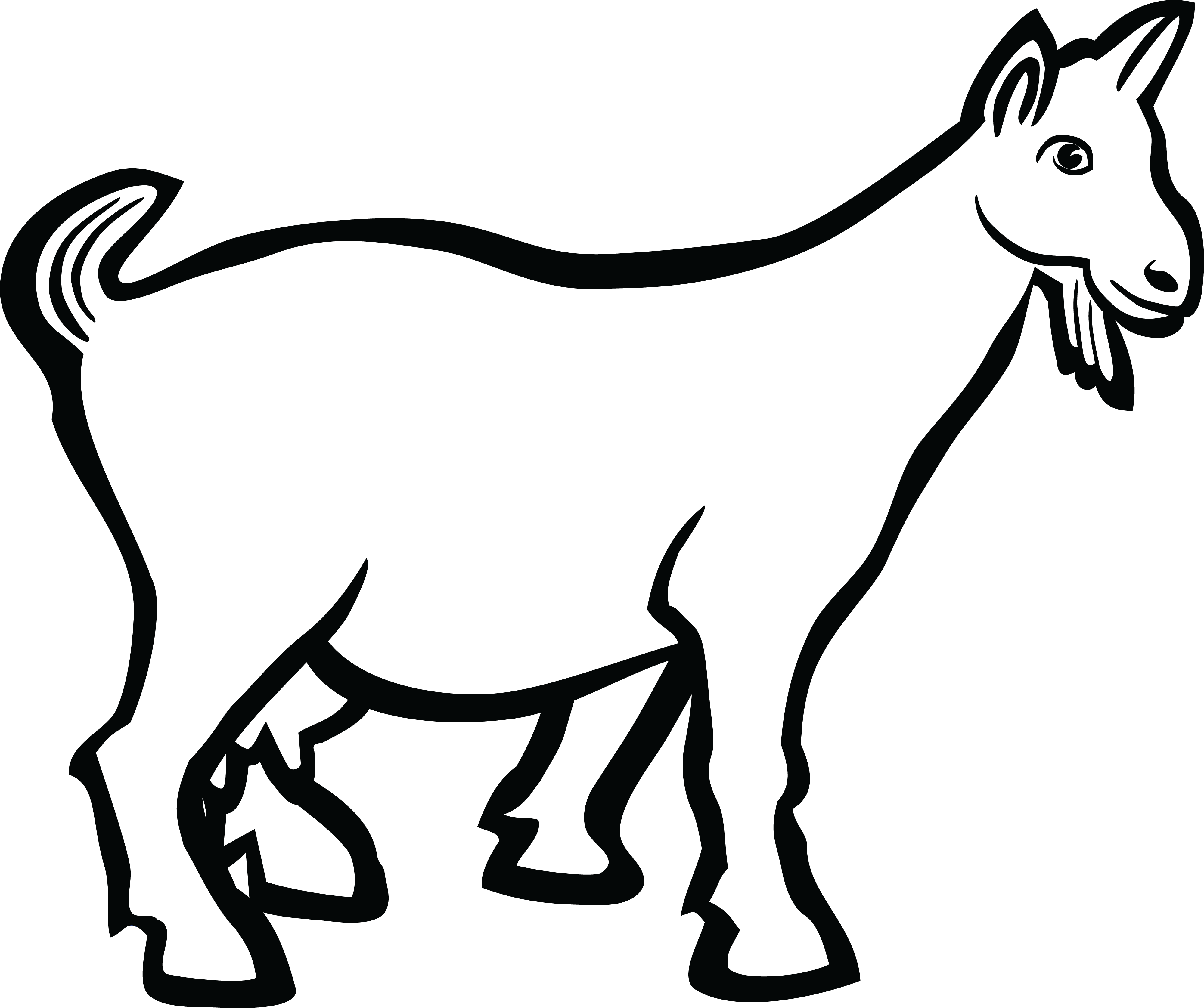 A White Goat With A Black Background
