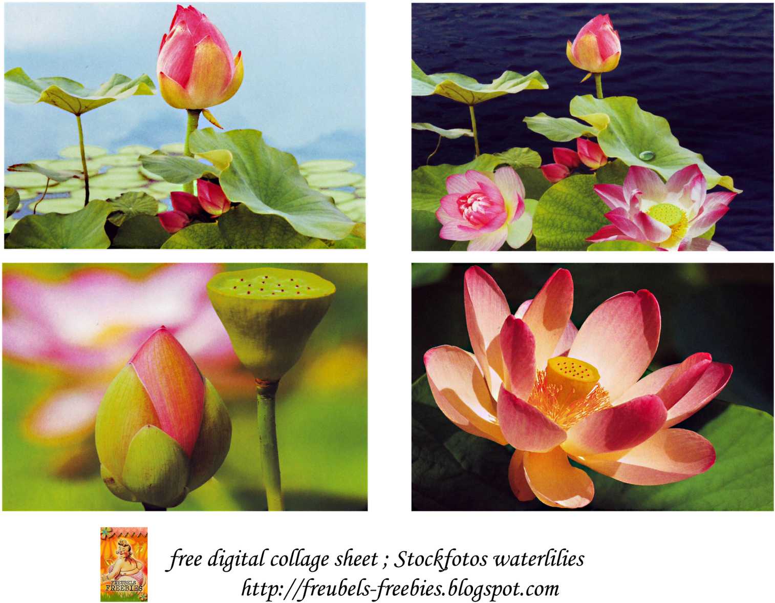 Free Collage Sheet Water Lilies Cards - Sacred Lotus, Hd Png Download