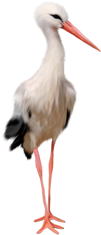 A White Bird With Black Legs
