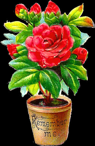 Red Rose In Flower Pot