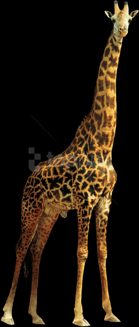 Free Png Download Giraffe High Quality Png Png Images - Giraffe Png