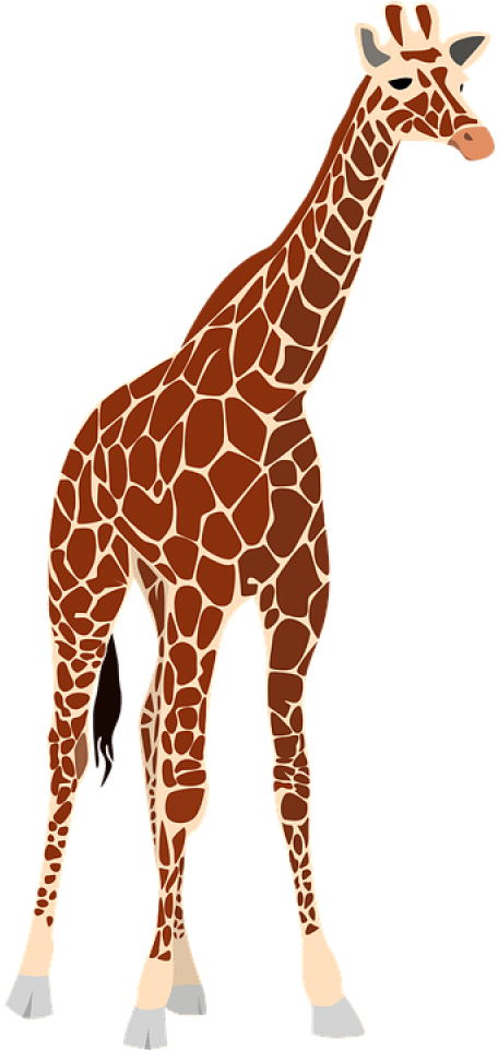 A Giraffe Standing On A Black Background