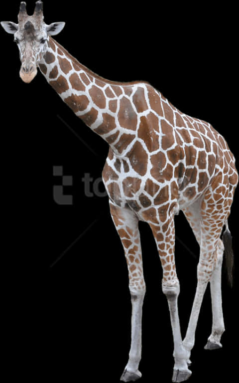 Free Png Download Giraffe Png Images Background Png - Giraffe Transparent Background